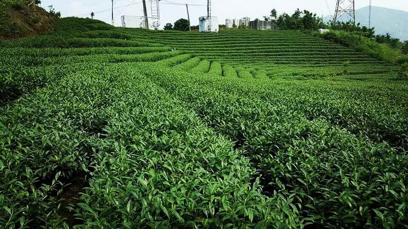 【阿里山烏龍茶茶包】 原葉立體茶包 隨手包-五入 |亘茶 茶葉