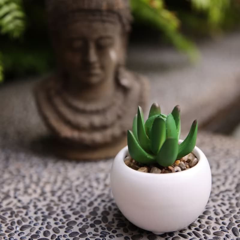 【苗】單株多肉植物  | 佈置 | 人造植物 | 陶瓷盆栽 |