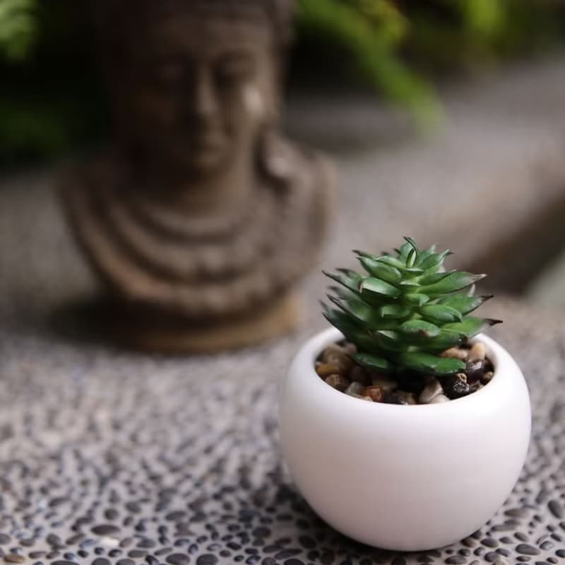 【苗】單株多肉植物  | 佈置 | 人造植物 | 陶瓷盆栽 |