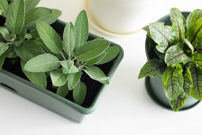 清澈之眼鼠尾草-香草禮物款