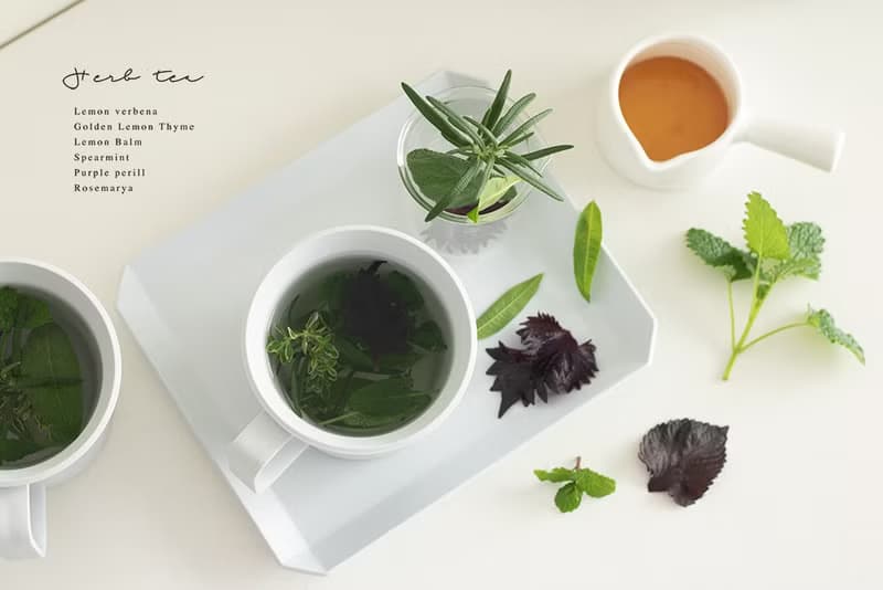 清澈之眼鼠尾草-香草禮物款
