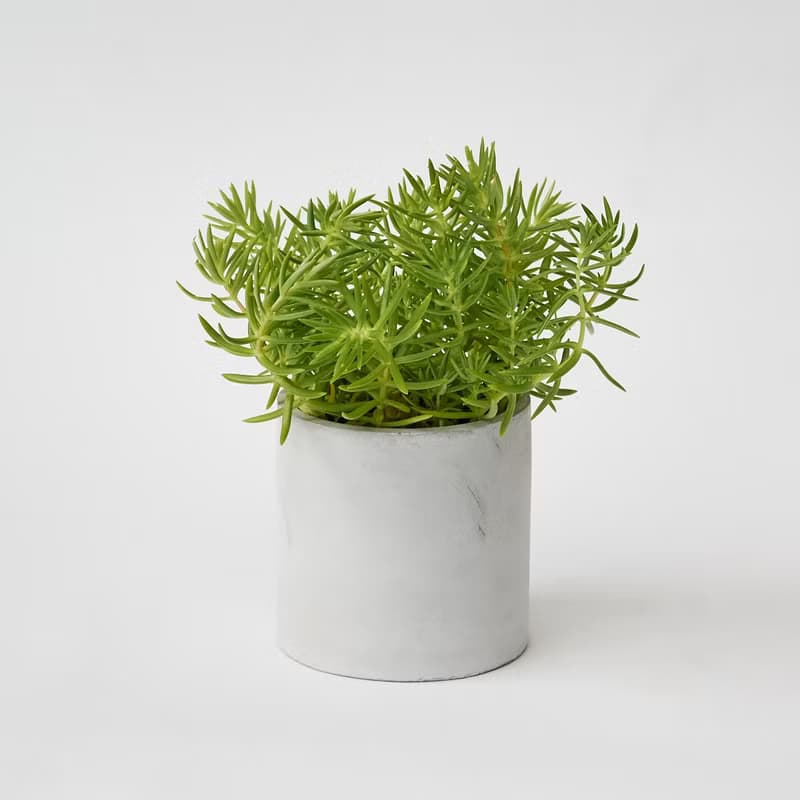 黃金松葉景天 | 日照小天后 越曬越茂密 多肉植物 盆栽