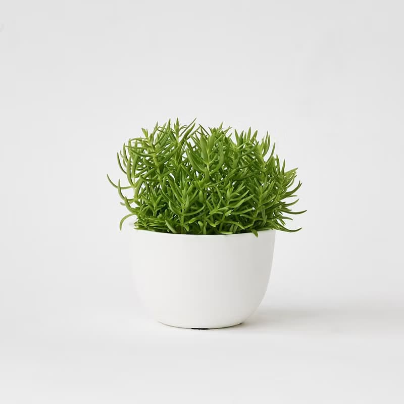 黃金松葉景天 | 日照小天后 越曬越茂密 多肉植物 盆栽