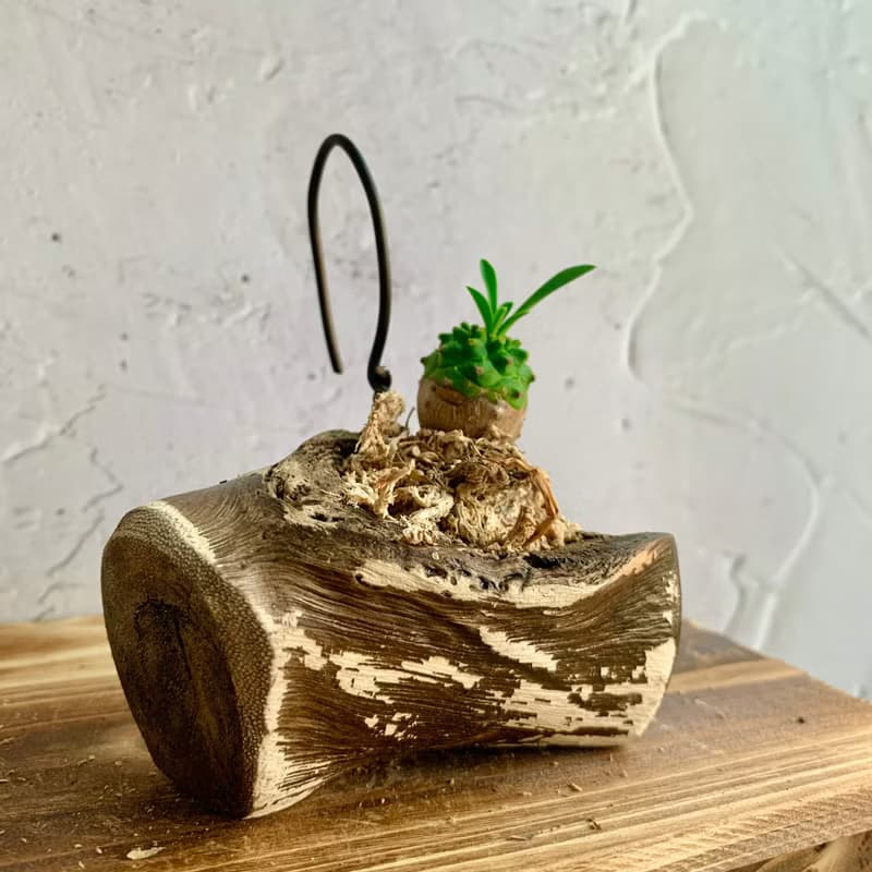 手工木作設計 盆栽擺飾 多肉植物 峨嵋山