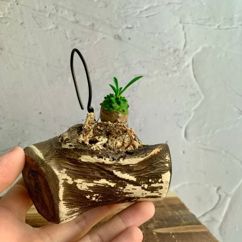 手工木作設計 盆栽擺飾 多肉植物 峨嵋山