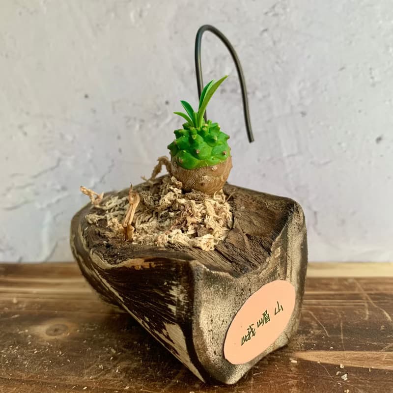 手工木作設計 盆栽擺飾 多肉植物 峨嵋山