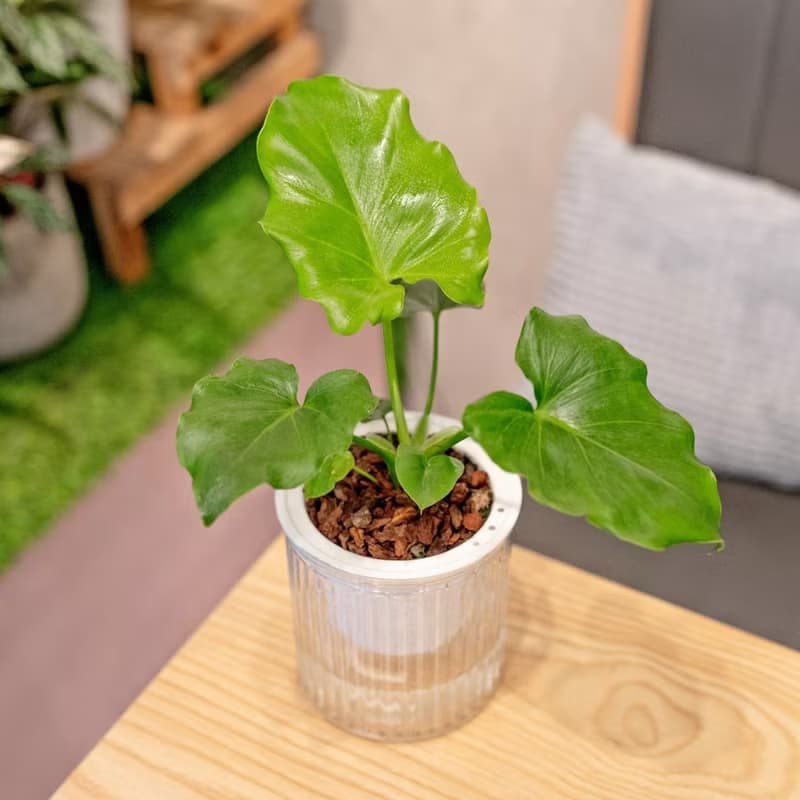 小天使蔓綠絨 免澆水盆栽 室內植物 觀葉植物  禮物 辦公室小物