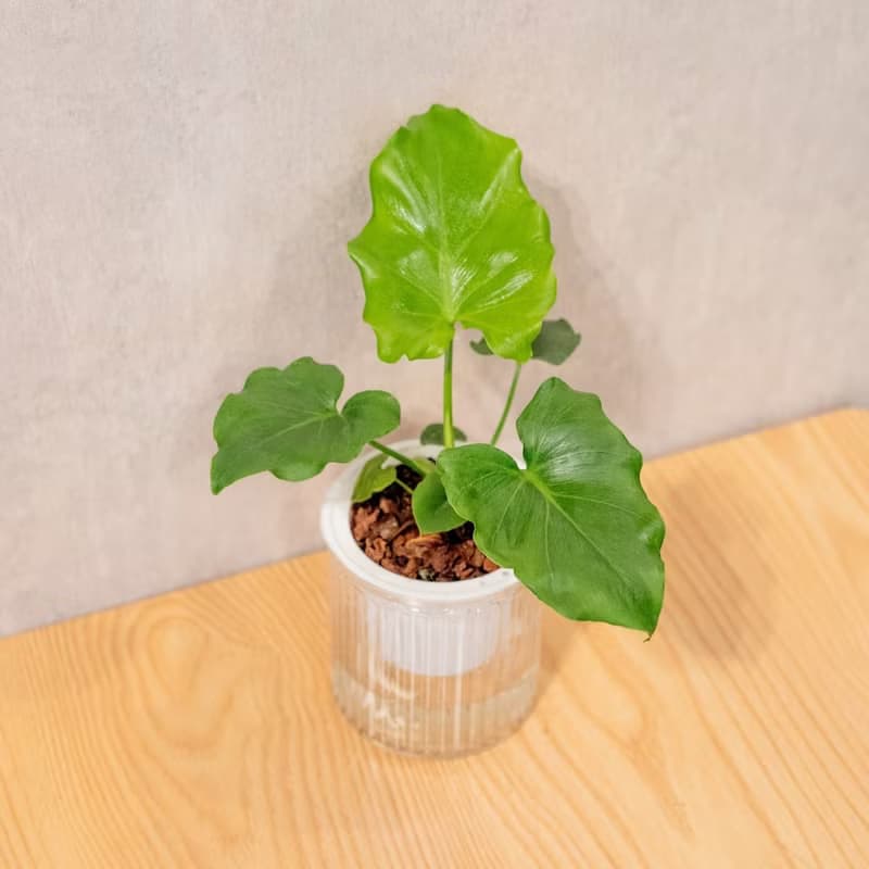 小天使蔓綠絨 免澆水盆栽 室內植物 觀葉植物  禮物 辦公室小物