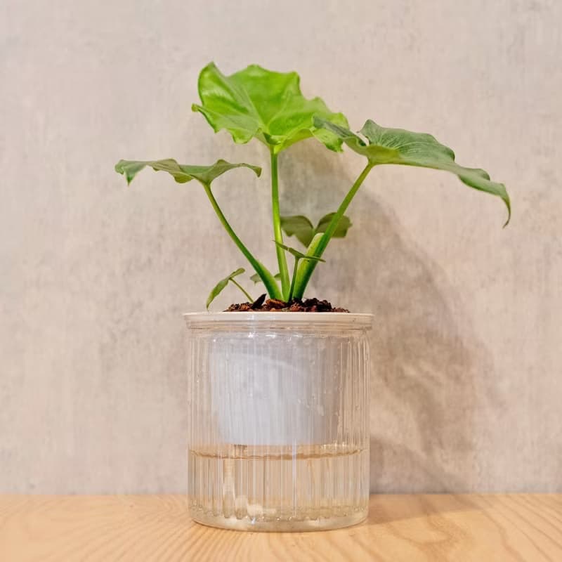 小天使蔓綠絨 免澆水盆栽 室內植物 觀葉植物  禮物 辦公室小物