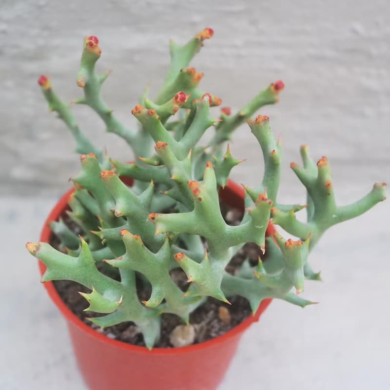 【荳荳多肉】【鹿角珊瑚】喬遷│送禮│升遷│多肉植物