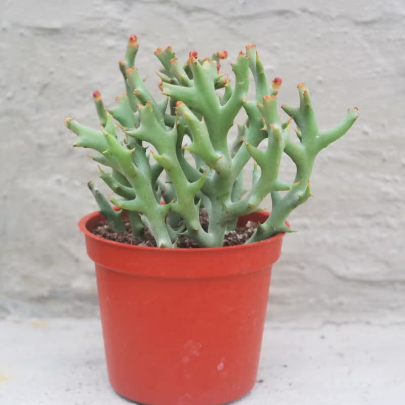 【荳荳多肉】【鹿角珊瑚】喬遷│送禮│升遷│多肉植物