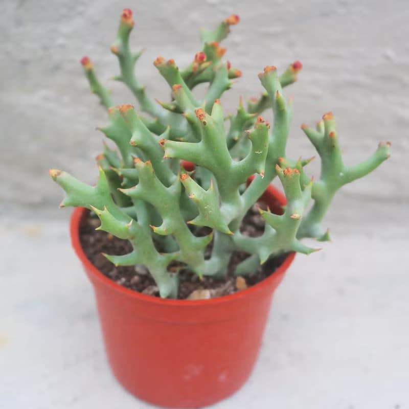 【荳荳多肉】【鹿角珊瑚】喬遷│送禮│升遷│多肉植物