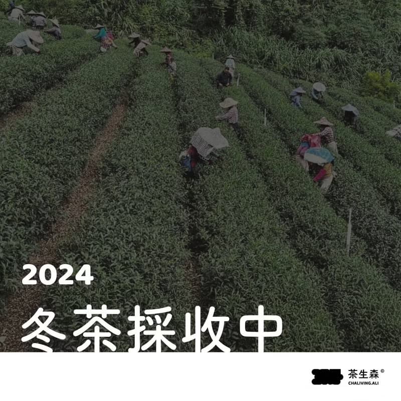 2024 阿里山樟樹湖 冬茶 75g