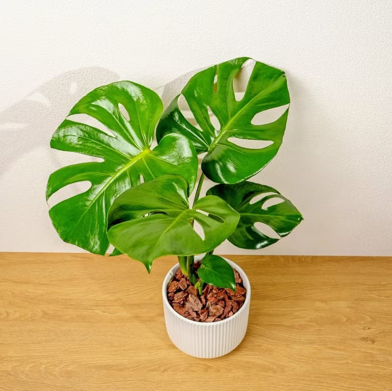 龜背芋 直線條白陶盆栽 開幕盆栽推薦 桌上盆栽 送禮