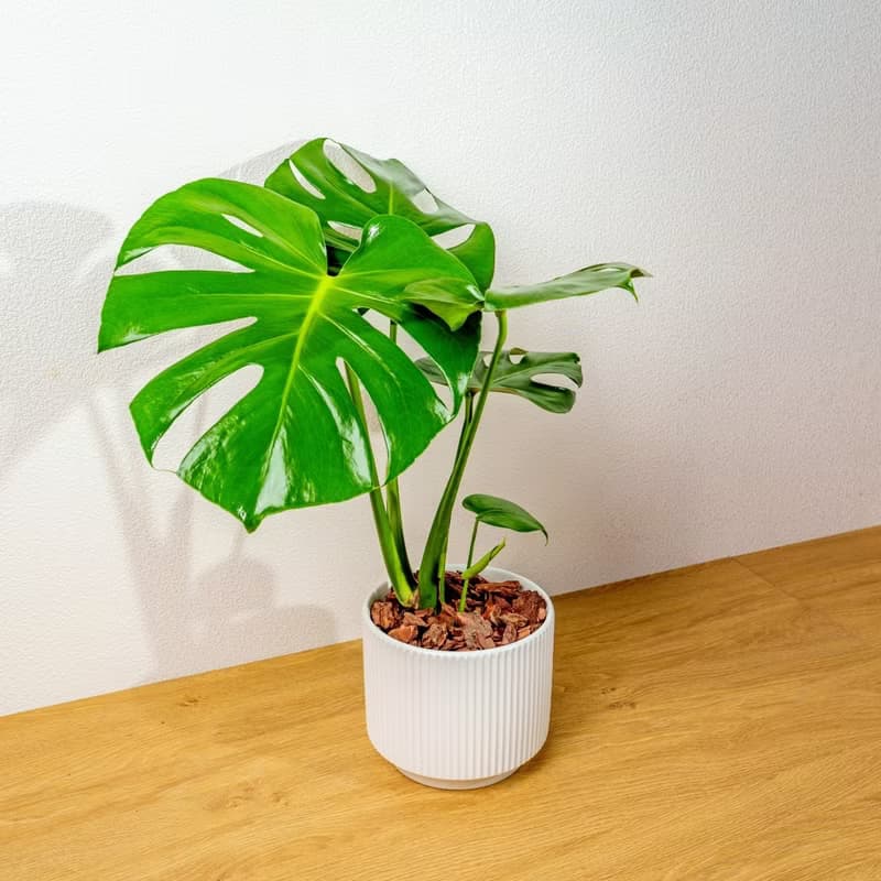 龜背芋 直線條白陶盆栽 開幕盆栽推薦 桌上盆栽 送禮