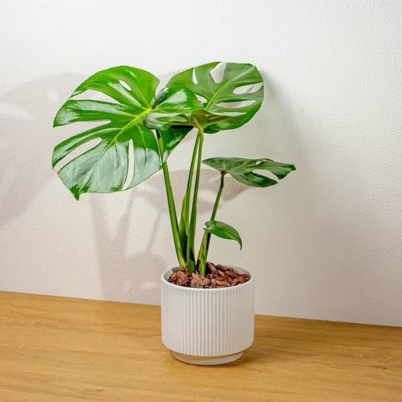 龜背芋 直線條白陶盆栽 開幕盆栽推薦 桌上盆栽 送禮