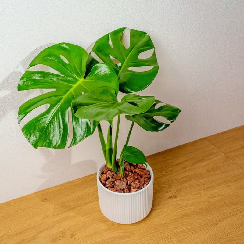 龜背芋 直線條白陶盆栽 開幕盆栽推薦 桌上盆栽 送禮