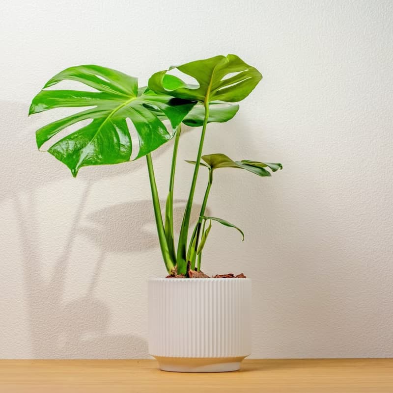 龜背芋 直線條白陶盆栽 開幕盆栽推薦 桌上盆栽 送禮