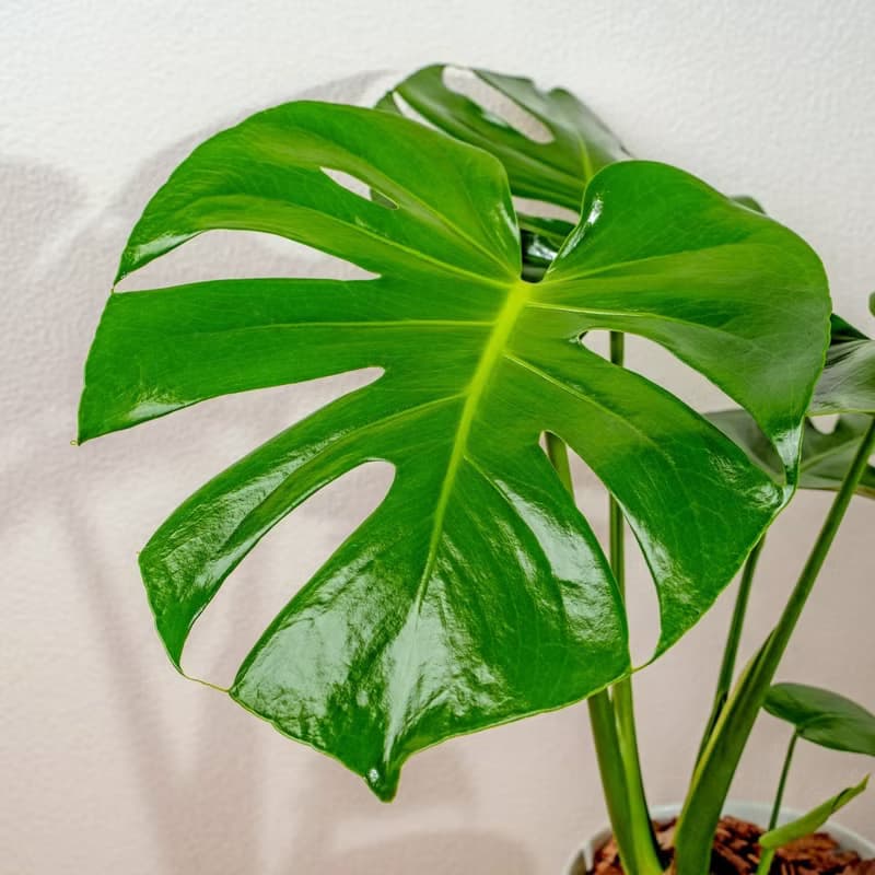 龜背芋 直線條白陶盆栽 開幕盆栽推薦 桌上盆栽 送禮