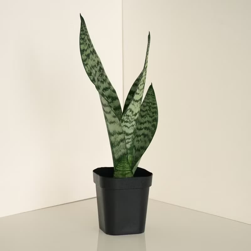 Zeylanica 綠紋虎尾蘭