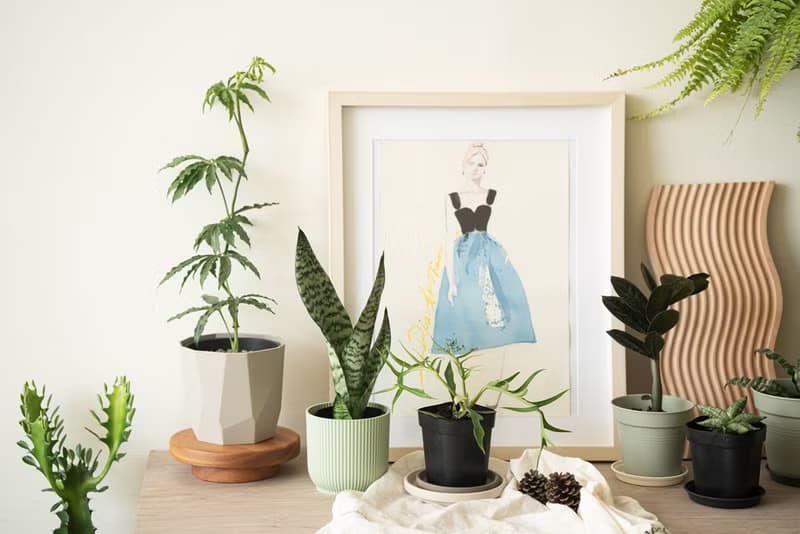 Zeylanica 綠紋虎尾蘭