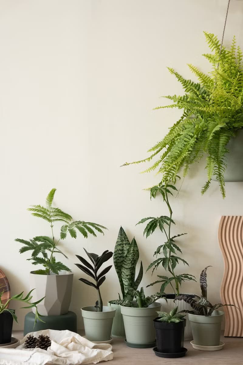 Zeylanica 綠紋虎尾蘭