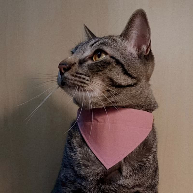 簡約手工定制貓項圈 Dusty Pink Bandana Breakaway Cat Collar