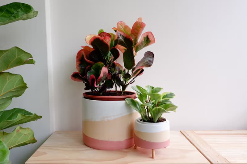 初泥 true nii | 彩顏水泥盆(6吋盆) -夏日陽光