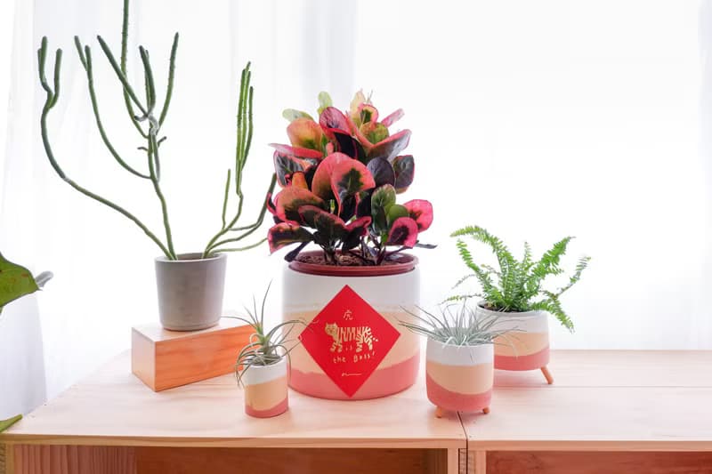 初泥 true nii | 彩顏水泥盆(6吋盆) -夏日陽光