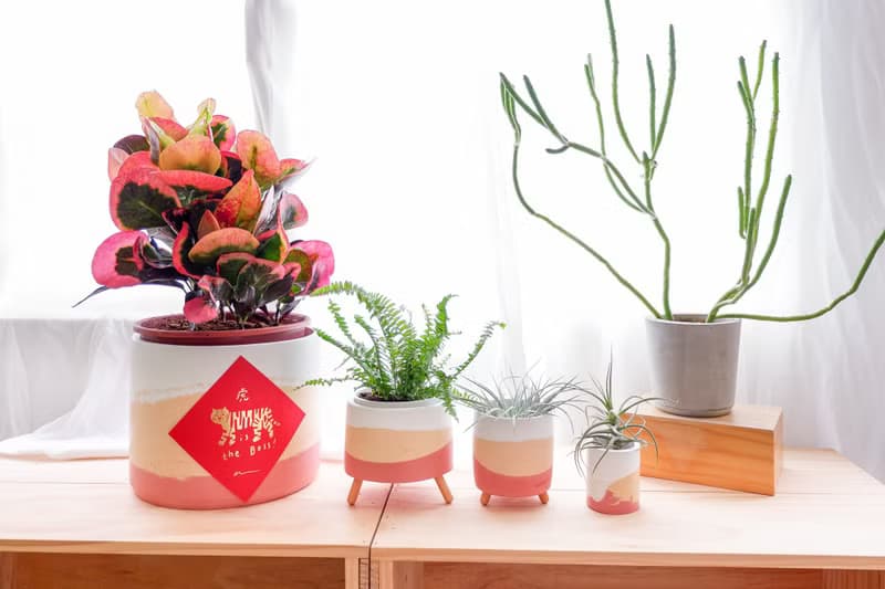 初泥 true nii | 彩顏水泥盆(6吋盆) -夏日陽光