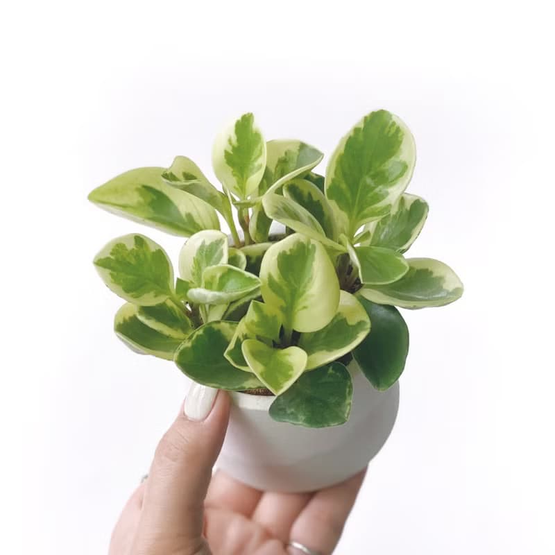 (預購)白灰漸層系列 | 乳斑椒草 室內植栽 圓形雙色水泥觀葉盆栽