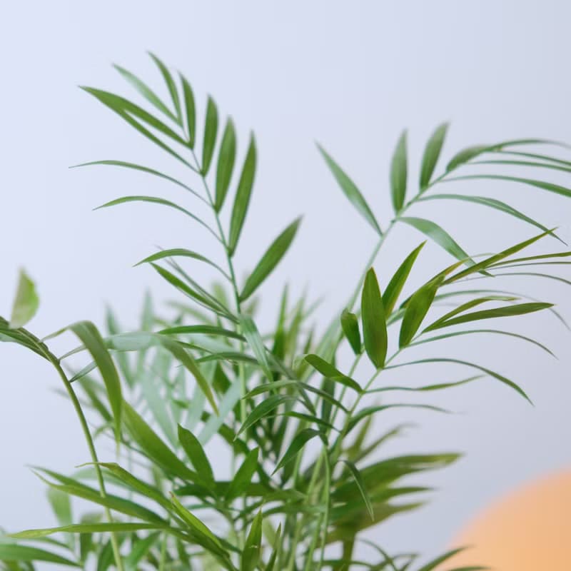 袖珍椰子/室內植物