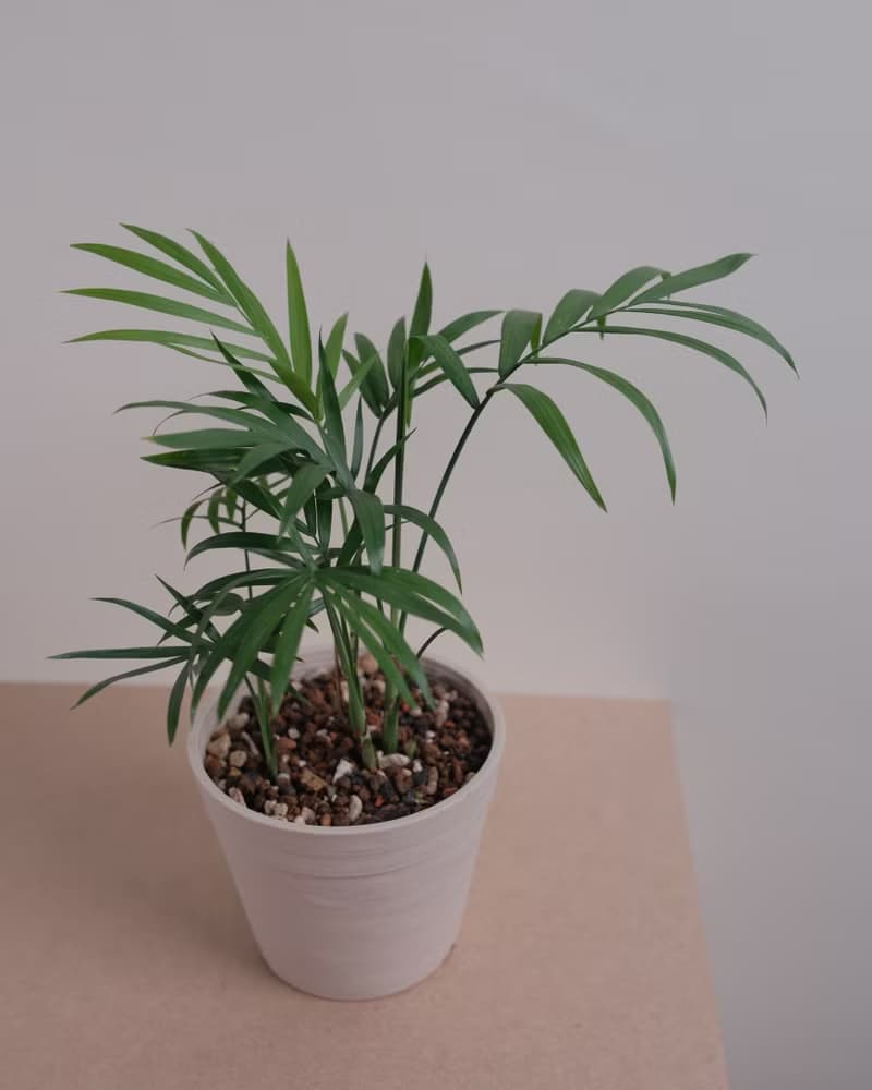 袖珍椰子/室內植物