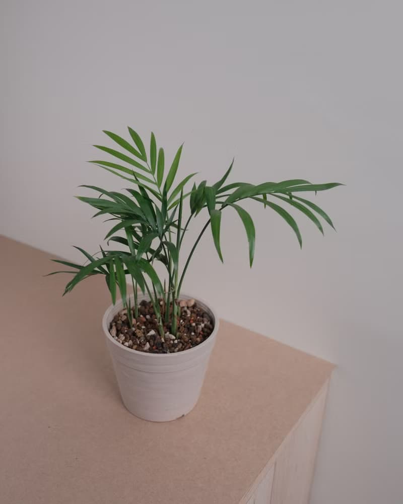 袖珍椰子/室內植物