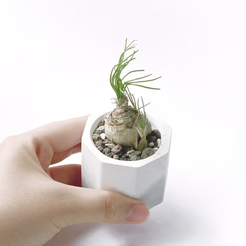 (現貨) 白灰漸層系列 | 哨兵花 小八角形雙色水泥多肉植栽