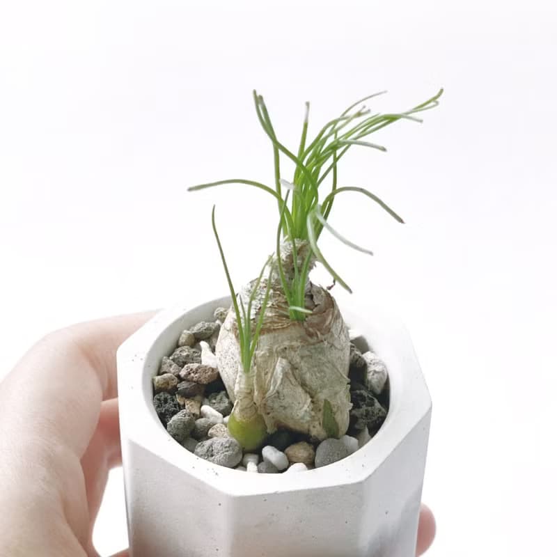 (現貨) 白灰漸層系列 | 哨兵花 小八角形雙色水泥多肉植栽