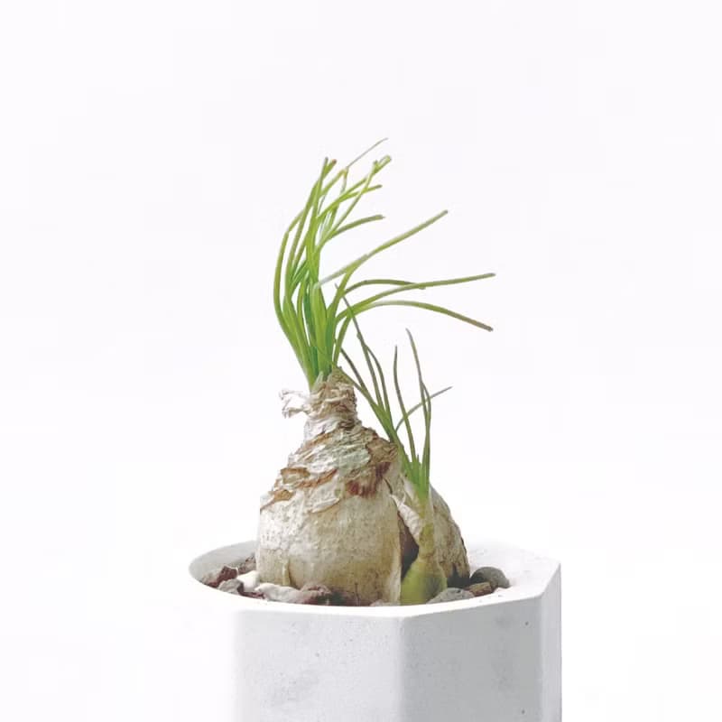 (現貨) 白灰漸層系列 | 哨兵花 小八角形雙色水泥多肉植栽