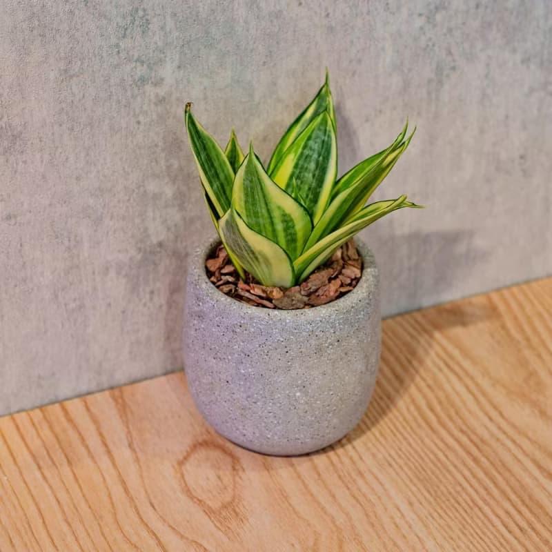 黃金虎尾蘭 桌上型水泥盆栽 觀葉植物 禮物 盆栽 交換禮物 植物