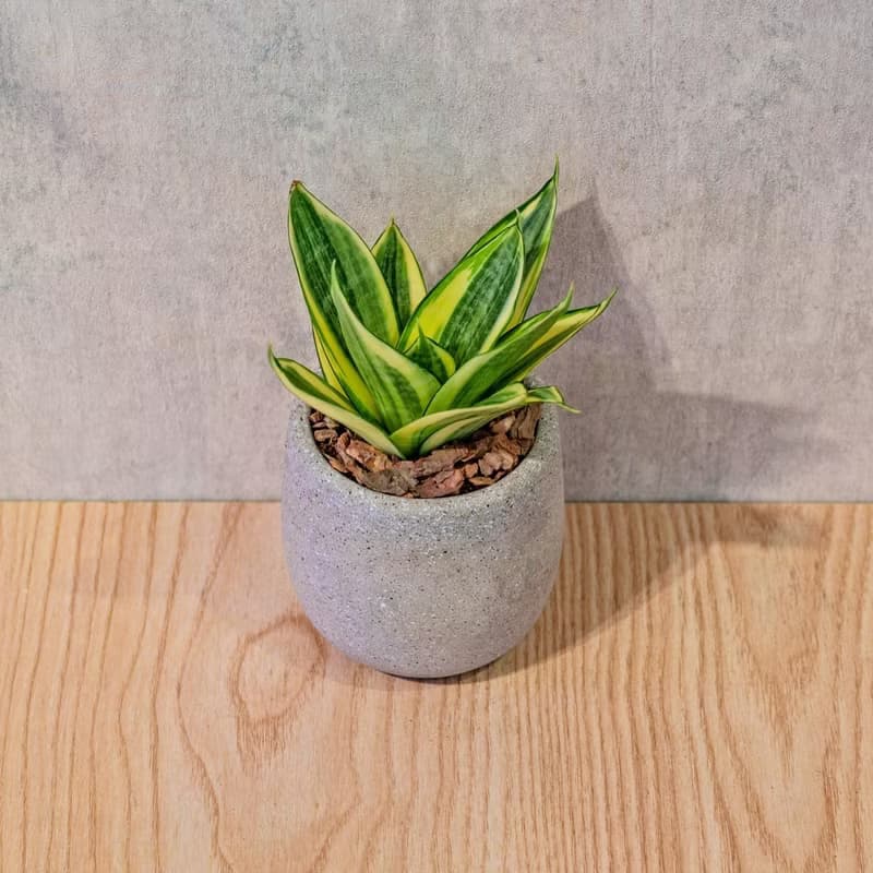 黃金虎尾蘭 桌上型水泥盆栽 觀葉植物 禮物 盆栽 交換禮物 植物