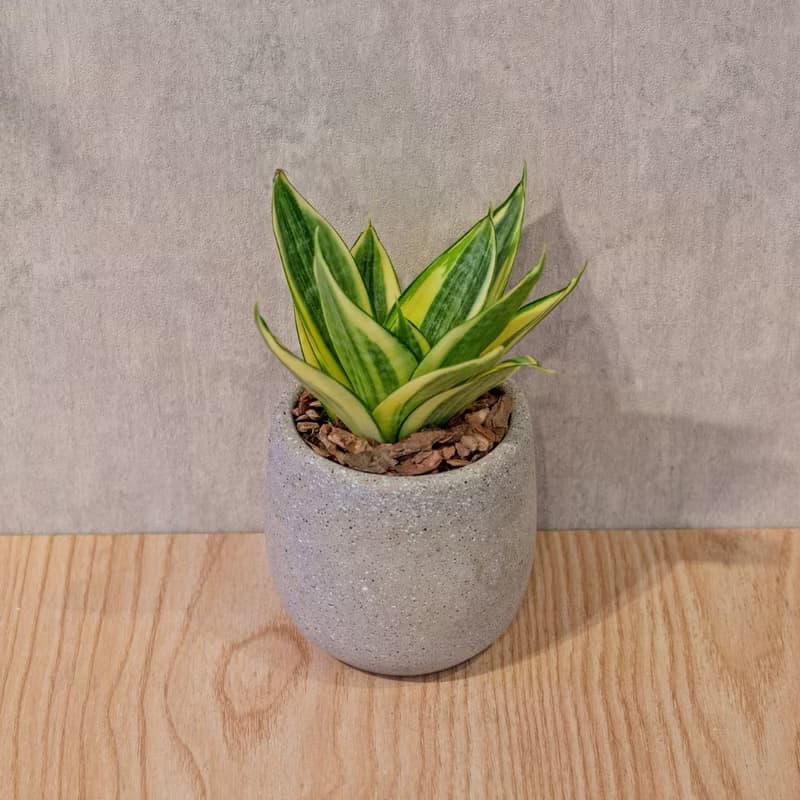 黃金虎尾蘭 桌上型水泥盆栽 觀葉植物 禮物 盆栽 交換禮物 植物