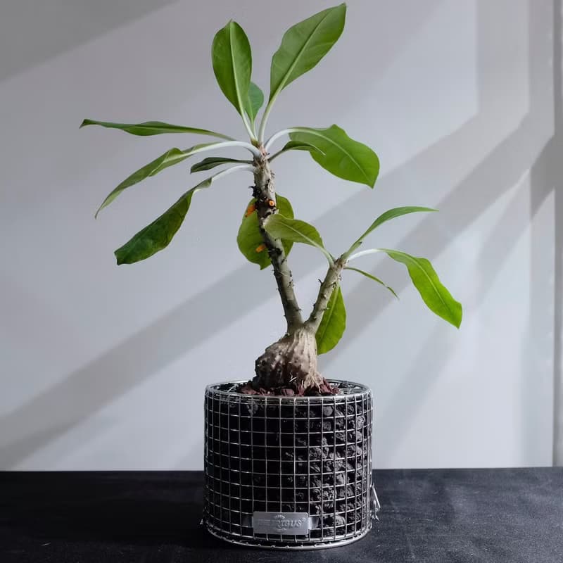 可重複裝填蛇籠圓盆