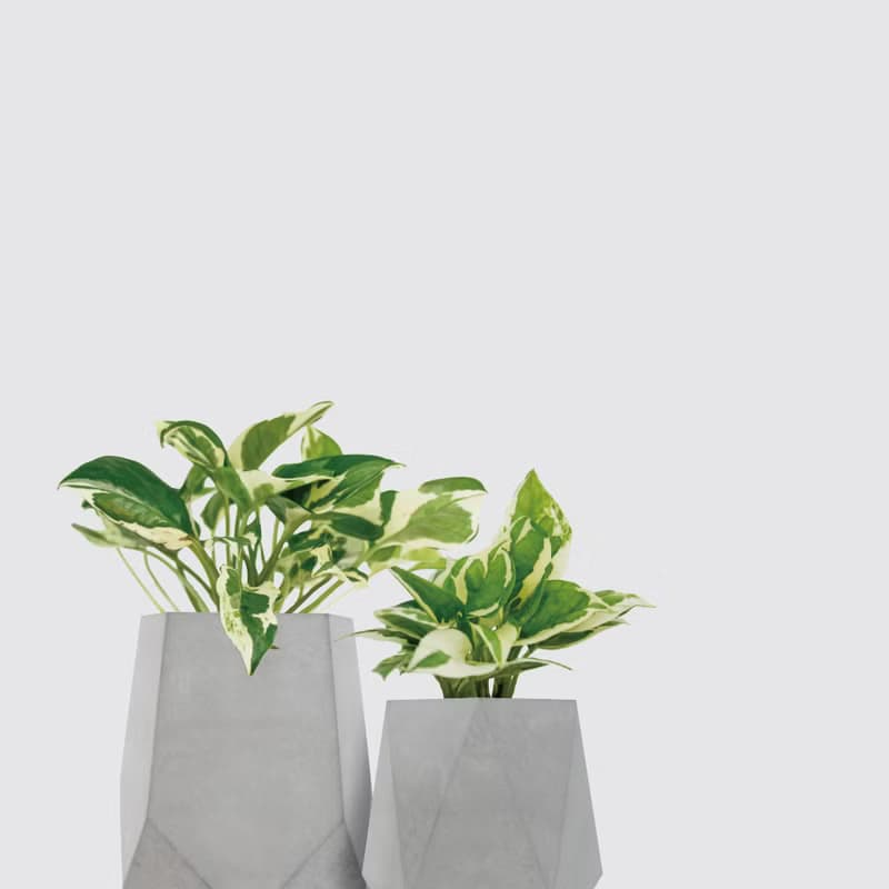 │ 水泥系列 │日本白金葛 - 防水清水模 水耕盆栽 自動喝水