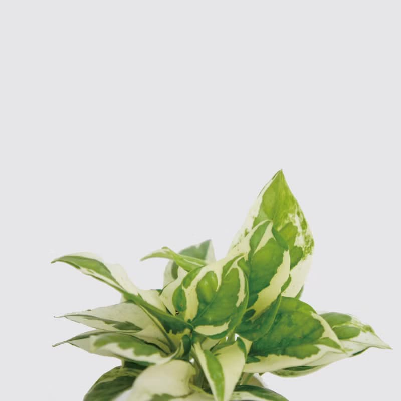 │ 水泥系列 │日本白金葛 - 防水清水模 水耕盆栽 自動喝水