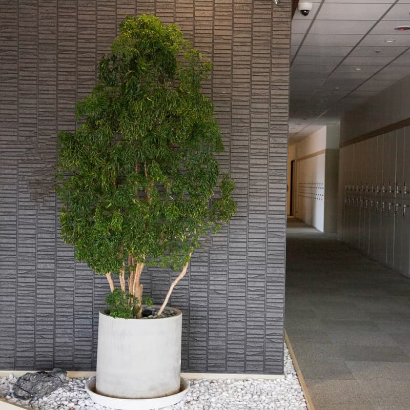 【室內盆栽】福祿桐盆栽(大) 開幕盆栽 盆栽送禮 升遷送禮