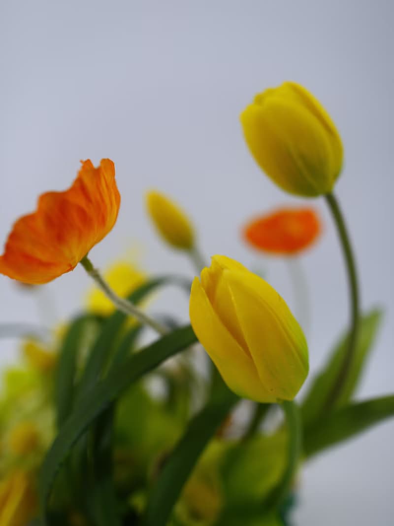 鬱金香虞美人海芋香氛花禮/入厝禮/開幕/喬遷/送禮/植栽