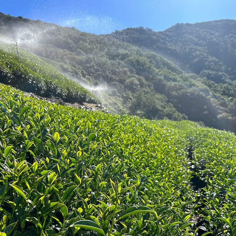 沁香‧梨山高山冬茶 手採高冷茶 附環保提袋