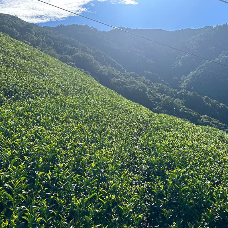 沁香‧梨山高山冬茶 手採高冷茶 附環保提袋
