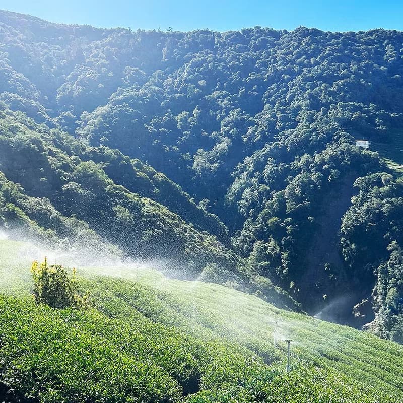 沁香‧梨山高山冬茶 手採高冷茶 附環保提袋