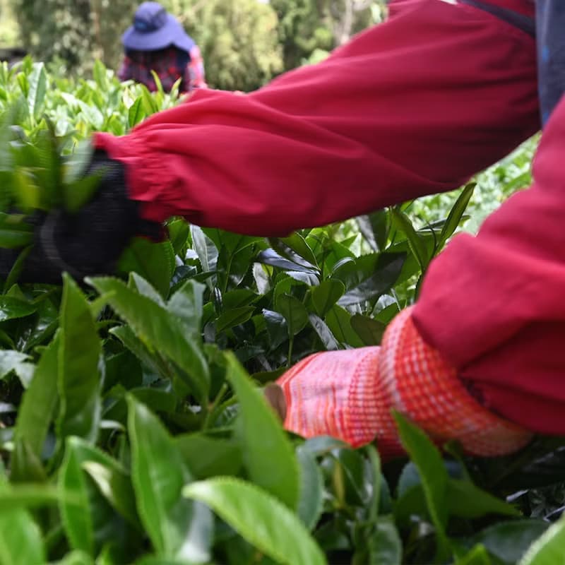 沁香‧梨山高山冬茶 手採高冷茶 附環保提袋