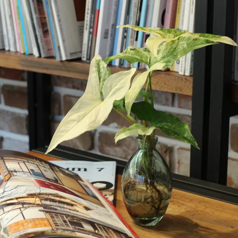 水培植栽│大理石合果芋_室內植物 辦公室盆栽 植栽盆栽 水耕植物